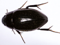 Hydrophilus piceus